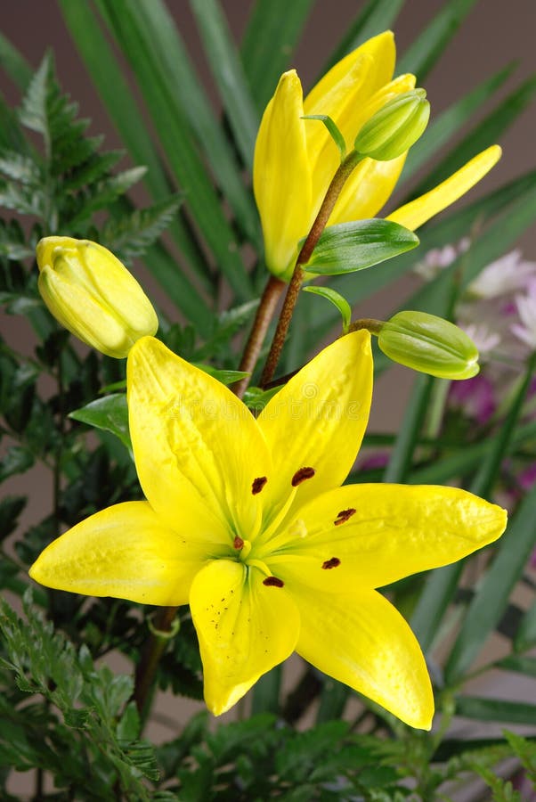 Beautiful yellow lily flower arrangement. Beautiful yellow lily flower arrangement