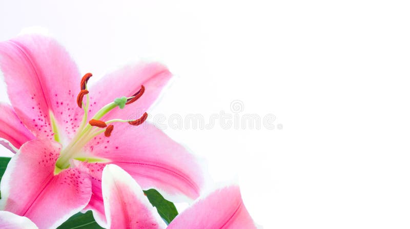 Lily flower with copyspace isolated on white background. Lily flower with copyspace isolated on white background