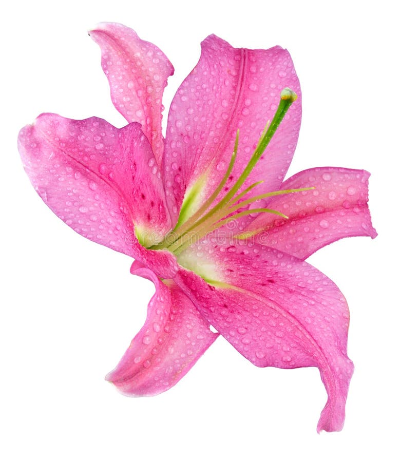 Pink lily flower on white. Pink lily flower on white