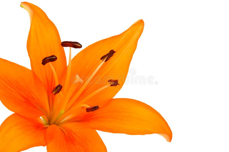 Orange lily flower isolated on white. Orange lily flower isolated on white