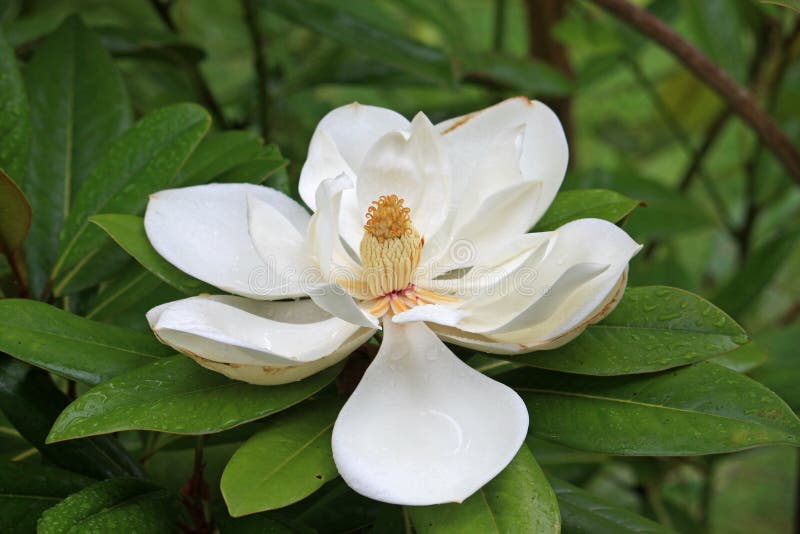 kwiat magnolia zdjęcia royalty free kwiat magnolia zdjęcia royalty free