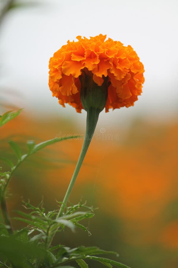 Kwiat Marigold fotografia royalty free Kwiat Marigold fotografia royalty free