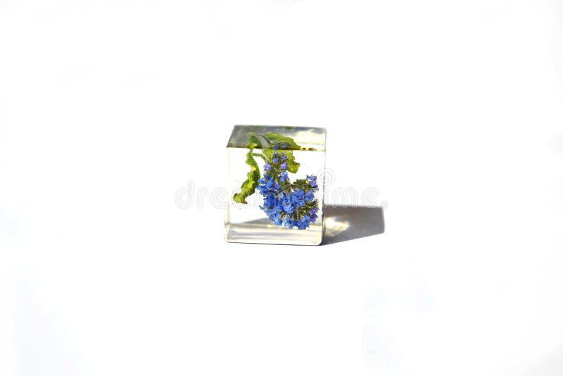 Forget-me-not flower in epoxy resin cube. Handmade decoration isolated on white background. Forget-me-not flower in epoxy resin cube. Handmade decoration isolated on white background.