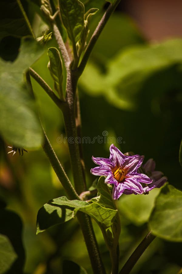 Kwiat oberżyny Solanum torvum 16181 fotografia stock