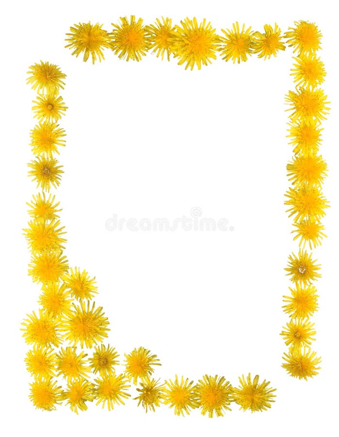 Flowers; frame; backgrounds; petals; nature; pattern; blossom; plant; color; isolated; head; beauty; floral; white; valentine's; yellow; valentine; multi; close-up; bouquet; botany; design; beautiful; botanic; ornamental. Flowers; frame; backgrounds; petals; nature; pattern; blossom; plant; color; isolated; head; beauty; floral; white; valentine's; yellow; valentine; multi; close-up; bouquet; botany; design; beautiful; botanic; ornamental
