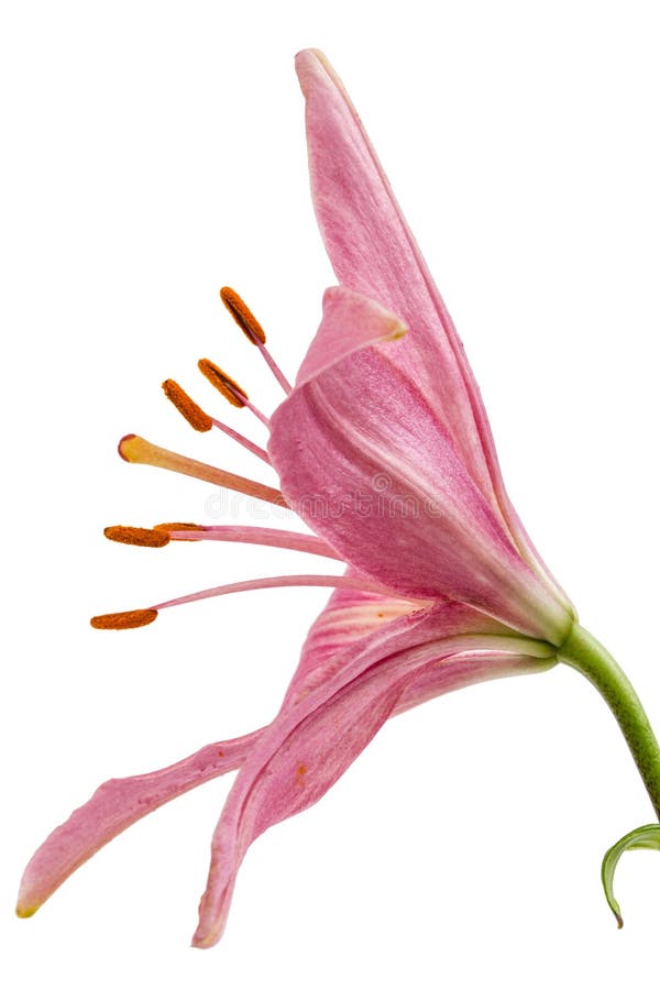 Flower of a pink lily, isolated on white background. Flower of a pink lily, isolated on white background.