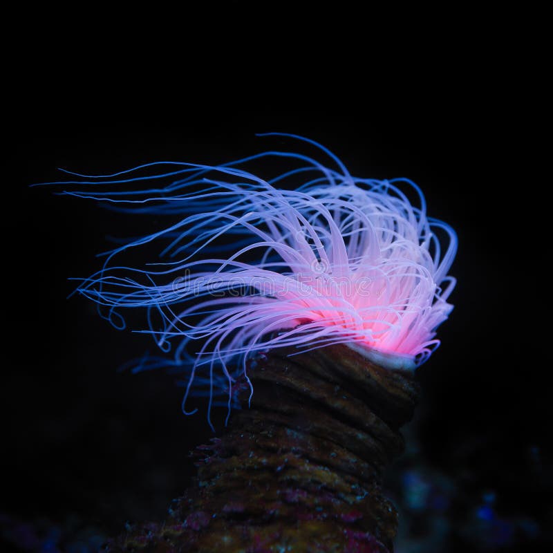 Kwiat tubki Cerianthus Anemonowi filiformis obraz stock Kwiat tubki Cerianthus Anemonowi filiformis obraz stock