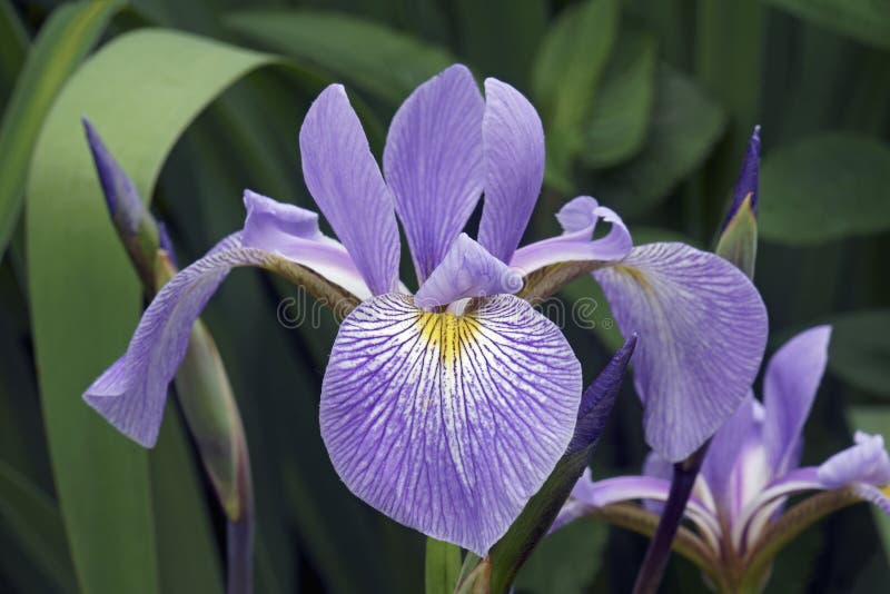 Kwiat Virginia Iris