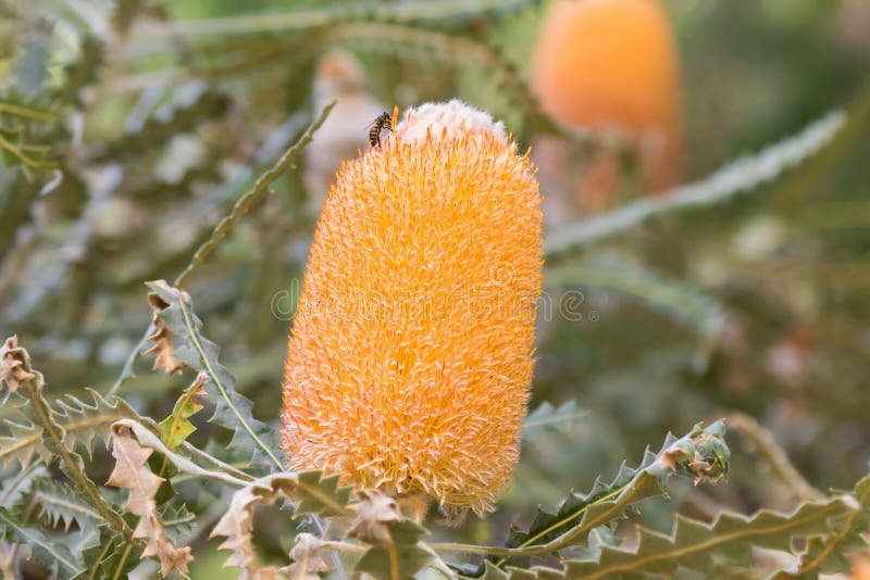 Kwiat Zwełniony Pomarańczowy Banksia z serrated beautif i liśćmi zdjęcia royalty free Kwiat Zwełniony Pomarańczowy Banksia z serrated beautif i liśćmi zdjęcia royalty free