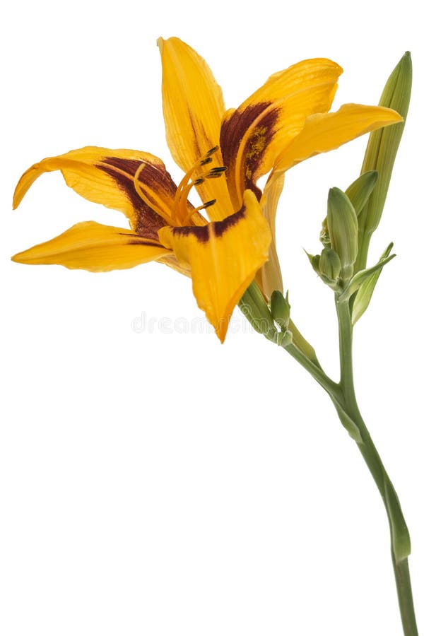 Flower of yellow day-lily, isolated on white background. Flower of yellow day-lily, isolated on white background.