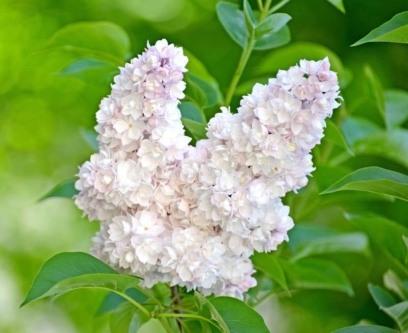 Kwiatostan biały Terry lily Syringa L stopnia piękno Moskwa «Krasavitsa Moskvy