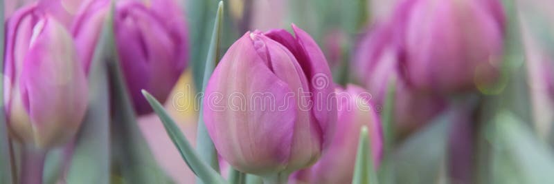 Floral background with pink tulips. Tulip buds close up. Pink spring flowers. Soft selective focus blur. Spring blurred background postcard. Floral background with pink tulips. Tulip buds close up. Pink spring flowers. Soft selective focus blur. Spring blurred background postcard