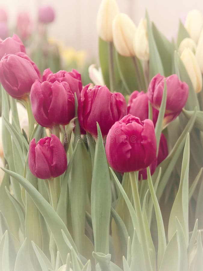 Floral background with pink tulips. Tulip buds close up. Pink spring flowers. Soft selective focus blur. Spring blurred background postcard. Floral background with pink tulips. Tulip buds close up. Pink spring flowers. Soft selective focus blur. Spring blurred background postcard