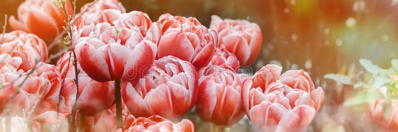Floral background with pink tulips. Tulip buds close up. Pink spring flowers. Soft selective focus blur. Spring blurred background postcard. Floral background with pink tulips. Tulip buds close up. Pink spring flowers. Soft selective focus blur. Spring blurred background postcard