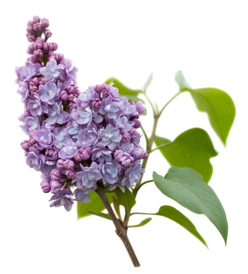 Kwiatu biel odosobniony lily purpurowy obrazy royalty free
