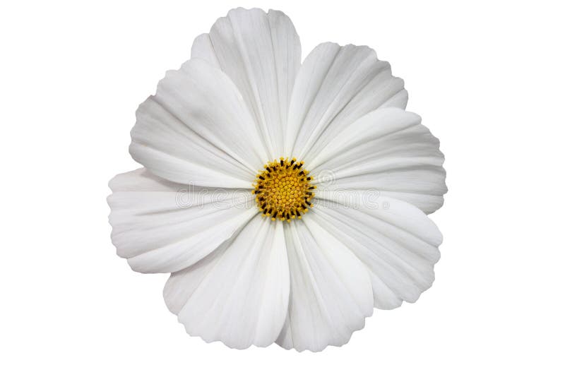 Kwiatu gerbera biel
