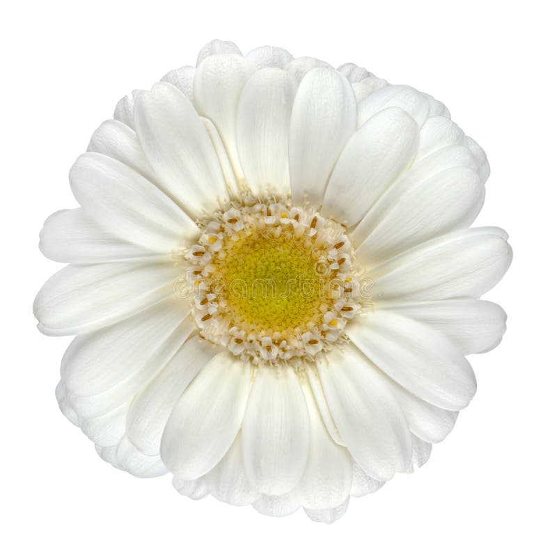 Kwiatu gerbera odosobniony biel