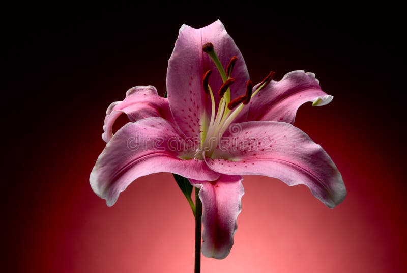 Pink lily flower on red background. Pink lily flower on red background