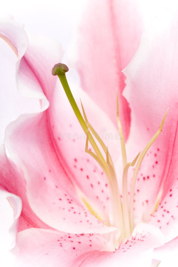 Close up of a pink lily flower. Close up of a pink lily flower