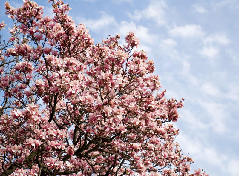 kwiatu magnoliowy spodeczka drzewo zdjęcie stock kwiatu magnoliowy spodeczka drzewo zdjęcie stock
