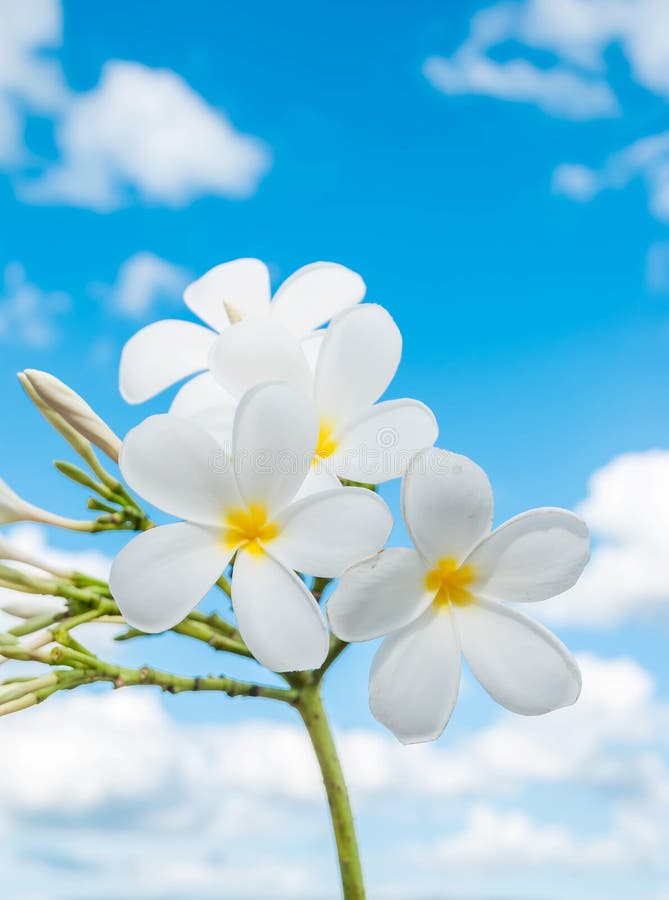 Kwiatu Plumeria odizolowywający na nieba tle zdjęcia royalty free Kwiatu Plumeria odizolowywający na nieba tle zdjęcia royalty free