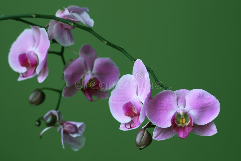 Kwiatu storczykowy phalaenopsis purpur zen obrazy royalty free