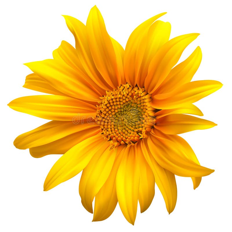 Kwiatu słonecznika wektor