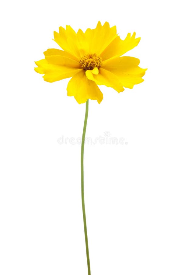 Kwiatu trzonu kolor żółty