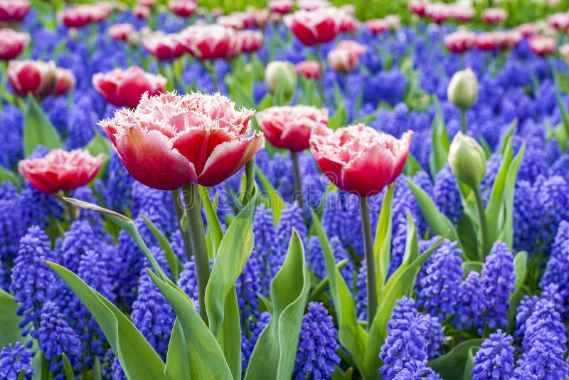 Kwiatu łóżko z różowymi tulipanami z białymi krezkami wraz z błękitnym muscari, fotografującym od strony obraz stock Kwiatu łóżko z różowymi tulipanami z białymi krezkami wraz z błękitnym muscari, fotografującym od strony obraz stock
