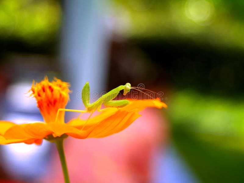 Photo of beautiful-flower and insect. Photo of beautiful-flower and insect