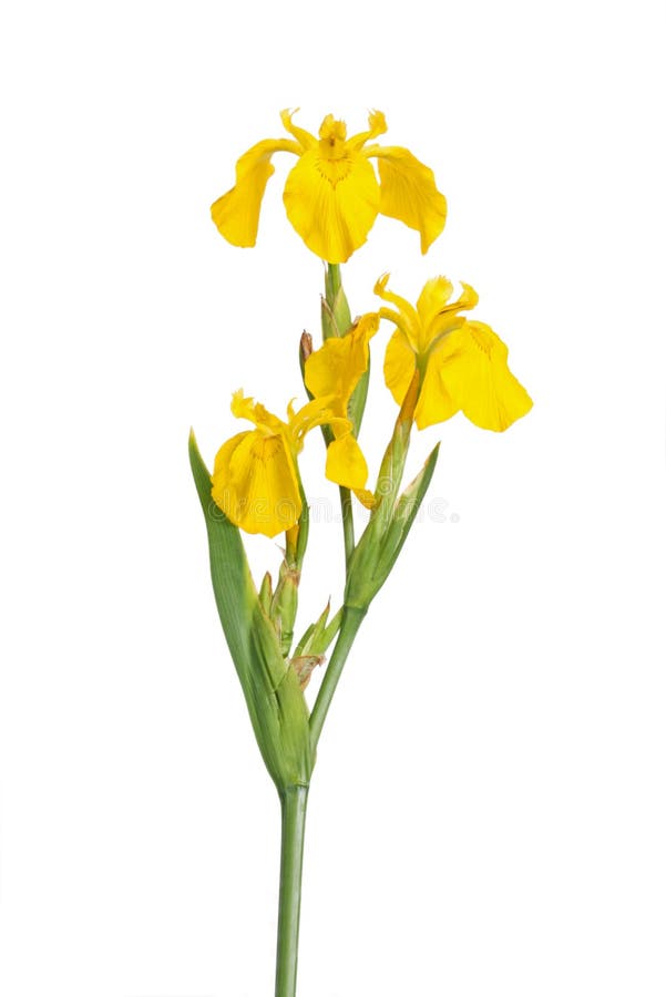 Kwiaty iris pseodacorus trzon