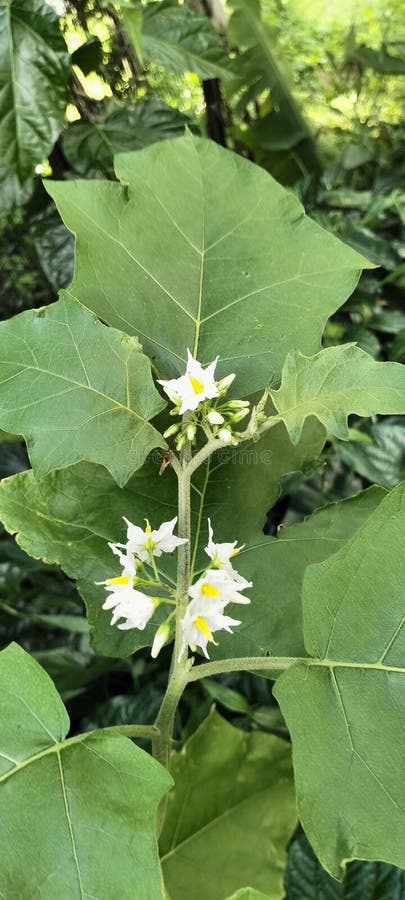 Kwiaty jagodowe solanum torvum zdjęcie stock