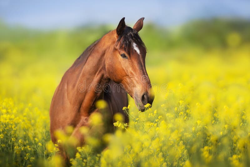 Bay horse with long mane on rape field. Bay horse with long mane on rape field