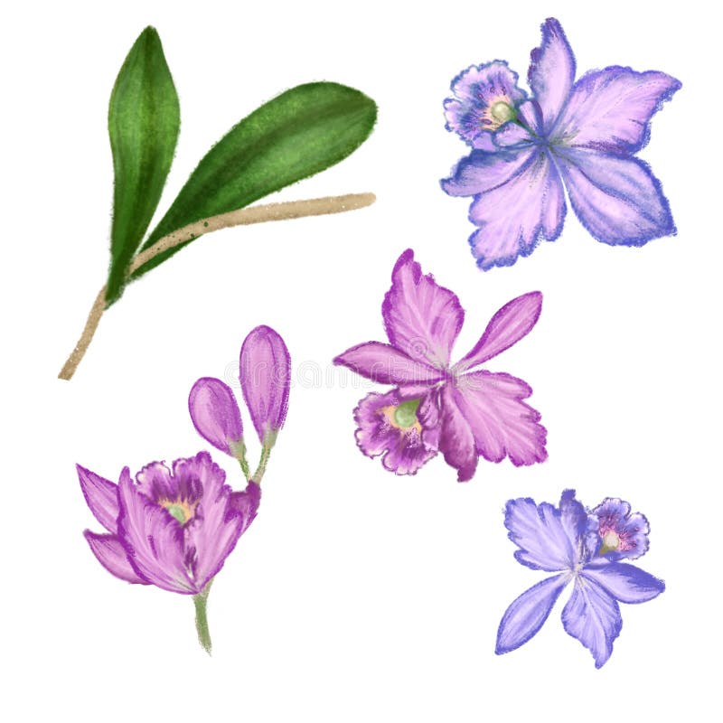 Kwiaty orchidei tropikalnych. Fioletowe, różowe, niebieskie orchidee i liÅ›ci ilustracja różowego zbioru obrazy royalty free Kwiaty orchidei tropikalnych. Fioletowe, różowe, niebieskie orchidee i liÅ›ci ilustracja różowego zbioru obrazy royalty free