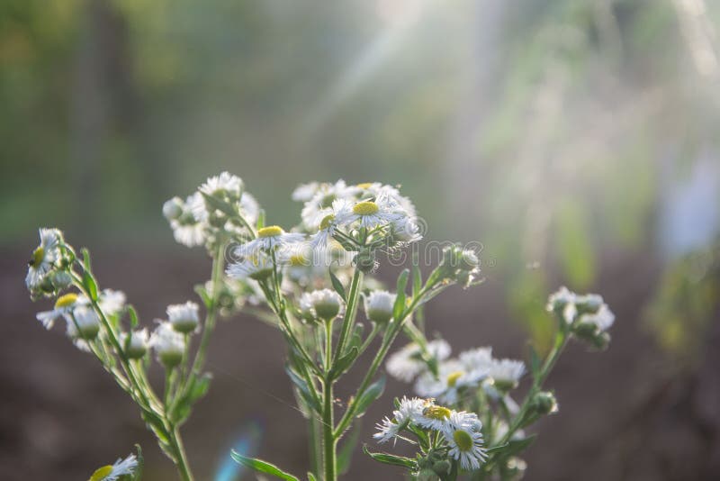 Kwiaty polne Chamomile Daisies w słońcu Piękna natura z rozkwitem rumianków medycznych Tło naturalne obrazy stock