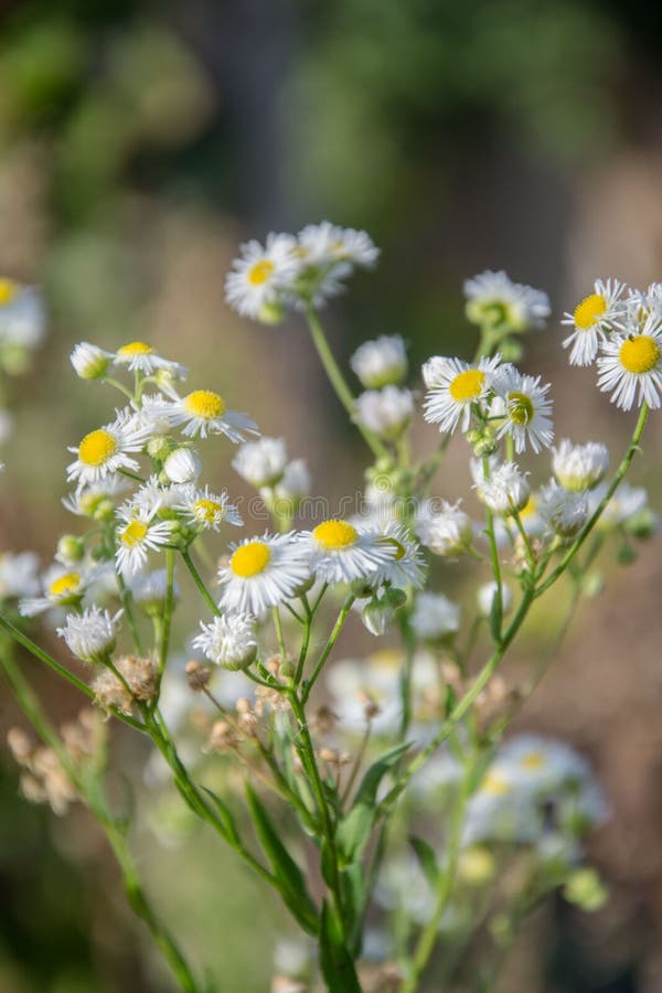 Kwiaty polne Chamomile Daisies w słońcu Piękna natura z rozkwitem rumianków medycznych Tło naturalne obraz stock