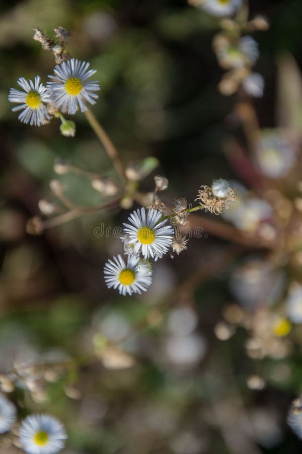Kwiaty polne Chamomile Daisies w słońcu Piękna natura z rozkwitem rumianków medycznych Tło naturalne obraz stock