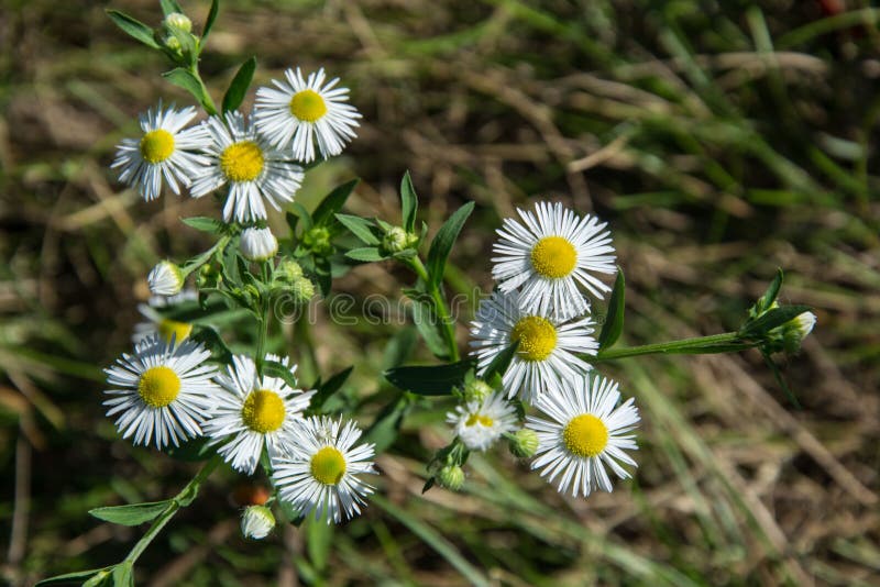 Kwiaty polne Chamomile Daisies w słońcu Piękna natura z rozkwitem rumianków medycznych Tło naturalne obraz stock