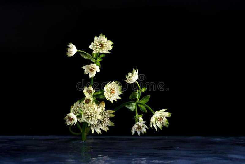 Kwiaty przyrody fantastyczny piękno fotografia stock Kwiaty przyrody fantastyczny piękno fotografia stock