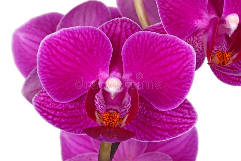 Kwiaty purpurowa Phalaenopsis orchidea odizolowywająca obrazy stock Kwiaty purpurowa Phalaenopsis orchidea odizolowywająca obrazy stock