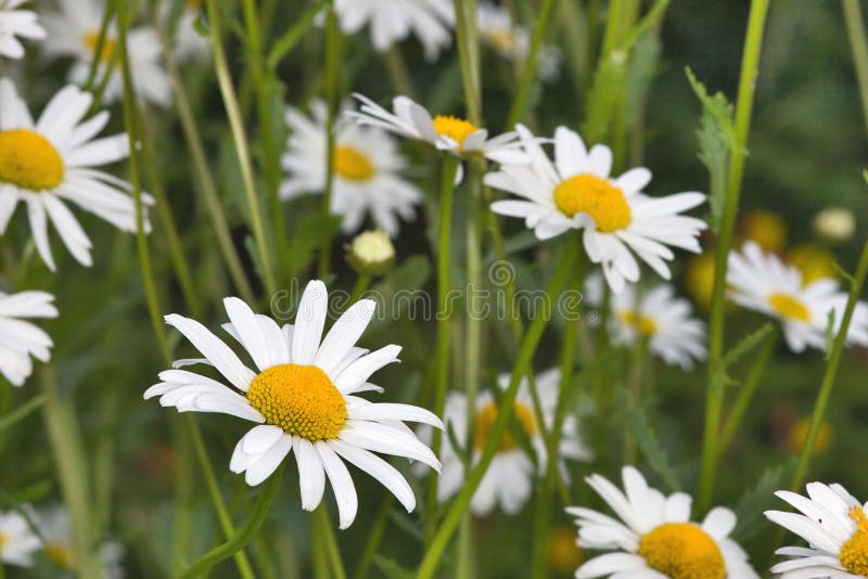 Kwiaty rumianku white