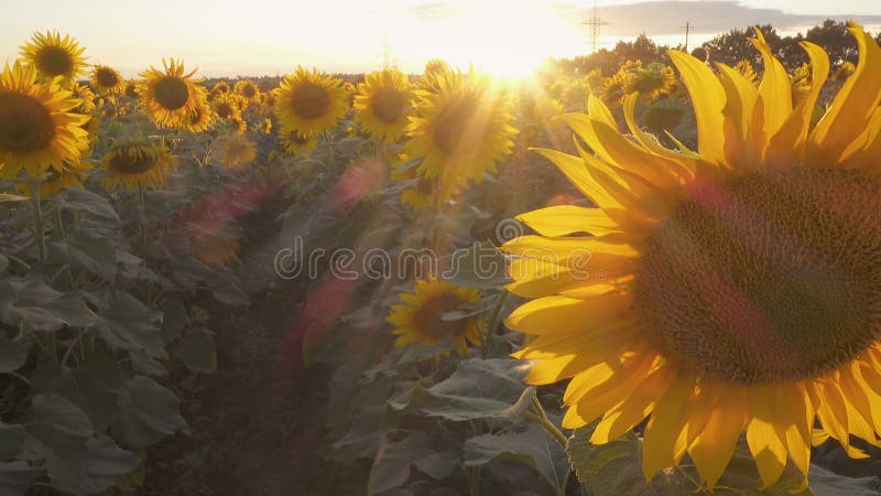 Kwiaty słonecznika na polu wieczornym oświetlone przez zachodzące słońce
