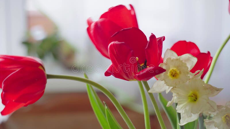 Kwiaty tulipanów kwitnące w ogrodzie. malowniczy strzał pola tulipan oświetlonych złotym. wiosenne kwiaty i