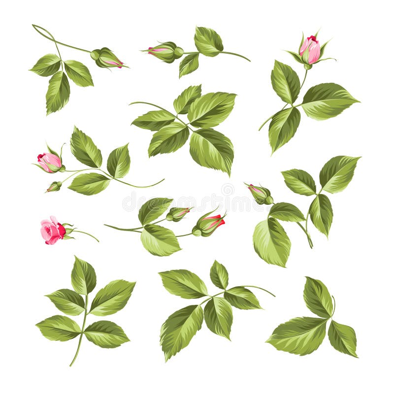 Kwiaty ustawiający ilustracji Kwiaty ustawiający ilustracji