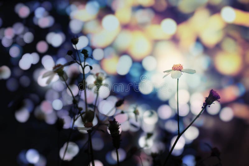 Kwiaty w Bokeh świetle zdjęcia royalty free Kwiaty w Bokeh świetle zdjęcia royalty free