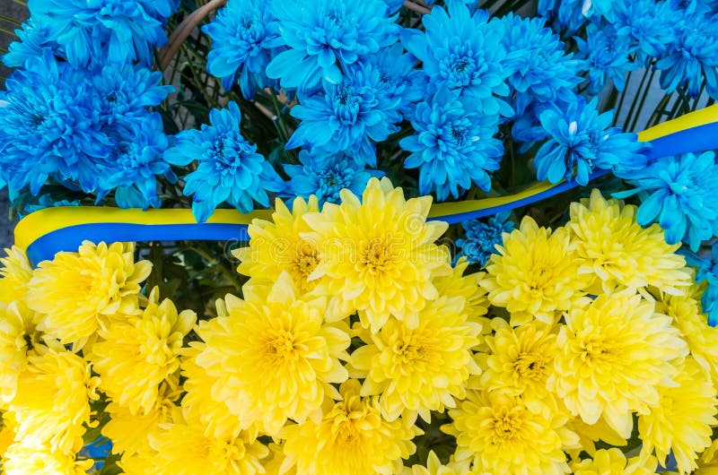 Kwiaty w kolorach Ukraina flaga Błękita i koloru żółtego lampasy