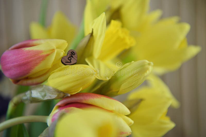 Kwiaty żółci daffodils i czerwoni tulipany z miłości serca dekoracją fotografia royalty free Kwiaty żółci daffodils i czerwoni tulipany z miłości serca dekoracją fotografia royalty free