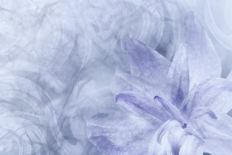 Floral abstract light gray-white-violet background. Petals of a lily flower on a white-violet frosty background. Close-up. Flower collage for postcard. Nature. Floral abstract light gray-white-violet background. Petals of a lily flower on a white-violet frosty background. Close-up. Flower collage for postcard. Nature.