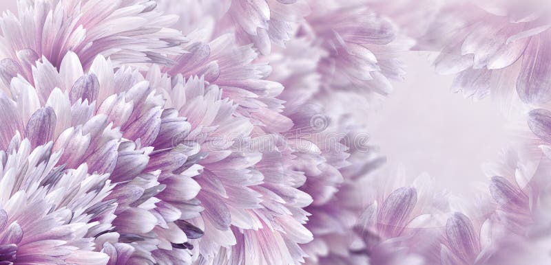 Kwiecisty purpurowy pi?kny t?o Kwiaty i p?atki rewolucjonistki dalia Zako?czenie t?a sk?adu powoju kwiatu tulipany bia?y Kartka z fotografia stock Kwiecisty purpurowy pi?kny t?o Kwiaty i p?atki rewolucjonistki dalia Zako?czenie t?a sk?adu powoju kwiatu tulipany bia?y Kartka z fotografia stock