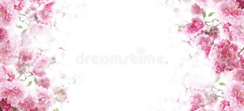 Kwiecisty tło menchie kwitnie nad białym tłem fotografia royalty free